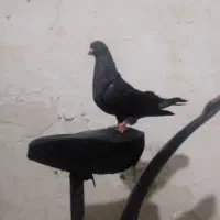 پرنده