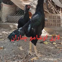 تخم مرغ نطفه دار اصل لاری اوشامو افغان|حیوانات مزرعه|چناران, |دیوار