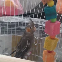 عروس هلندی دو ماهه