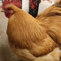 تخم نطفه دار اورپینگتون