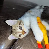 بچه گربه۲ ماه واگذاری