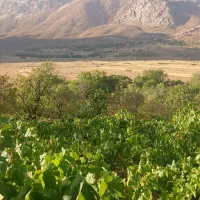 فروش ۲۰۰۰ متر باغ میوه در شهرستان سرسبز بوانات|فروش دفتر صنعتی، کشاورزی، تجاری|بوانات, |دیوار