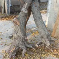 فروش چوب خشک درخت|خدمات باغبانی و درختکاری|شهریار, رزکان|دیوار