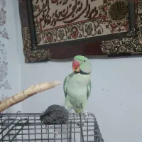 شاه طوطی نر سخنگو