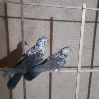 بوم کبوتر|پرنده|مبارکه, |دیوار
