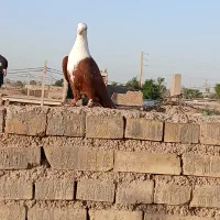 کبوتر کله سفید نر|پرنده|کارون, |دیوار