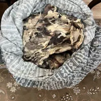 ۱۵ کیلو پشم گوسفند نو نو و یک عدد لحاف پشم نو نو|رختخواب، بالش، پتو|فردیس, فردیس|دیوار