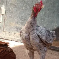 خروس لاری 15ماهه