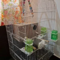 عروس هلندی .قیمت مقطوع۱۲۰۰