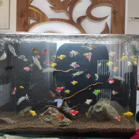 آکواریوم 60*40*35