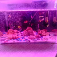 آکواریوم با همه ی تجهیزات و ماهی