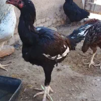 مرغ و خروس لاری|حیوانات مزرعه|قزوین, |دیوار