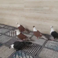 کلاغ کربلایی کاکلی شاخی