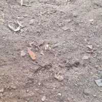 زمین مسکونی