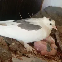 ظمانتی پرشی