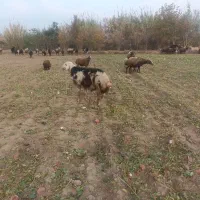 قوچ پلنگی تازه شیشک شده همه چیز به ضمانت|حیوانات مزرعه|آزادشهر, |دیوار