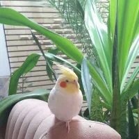 عروس هلندی گمشده