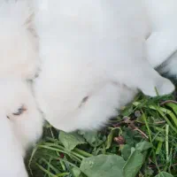 خرگوش سفید لوپ چشم آبی|موش و خرگوش|خواف, |دیوار