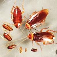 پماد سوسک کش