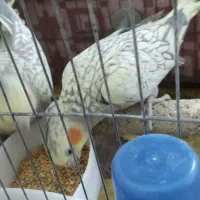 عروس هلندی مولد