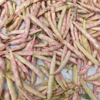 لوبیا چیتی و لوبیا کشاورزی