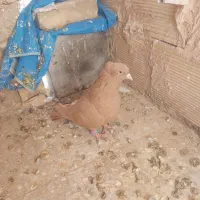 زرد کاکلی نر