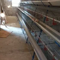 قفس مرغ تخم گذار