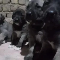 توله سرابی اصیل|سگ|اسلام‌شهر, شهرک قائمیه|دیوار