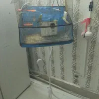 پرنده|پرنده|نیشابور, فردوسی جنوبی|دیوار