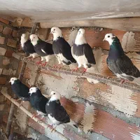 کبوترزمانتی.