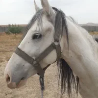 اسب