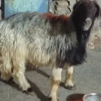 فروش ‌نرمیش