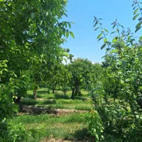3300متر-باغچه-جنگلی-مناسب-تفکیک-کردن