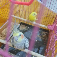 عروس هلندی و مرغ عشق