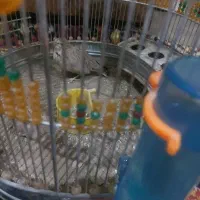 پرنده دو عدد به خون|پرنده|ماهان, |دیوار