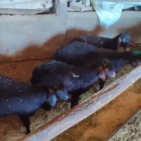 سه راس بره نر ی راس ماده