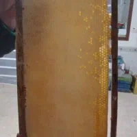 عسل پرتیکان|خوردنی و آشامیدنی|زنده رود, |دیوار