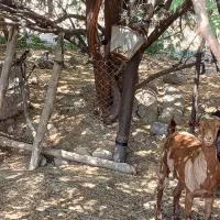 بزصلاله|حیوانات مزرعه|شمیل, |دیوار