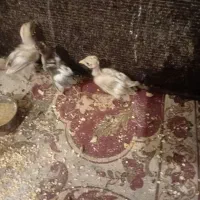 جوجه مرغ