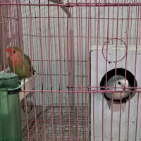 طوطی برزیلی مولد با جوجه