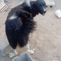 سگ ماده قدرجونی قهدریجانی