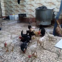 نیمچه مرغ عربی