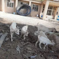 فروش فوری بز سانن اصیل با چهار بزغاله صفاشهر