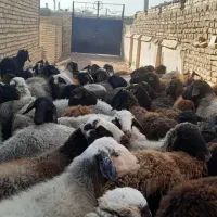 گوسفند جوان شیشک آبستن سنگین