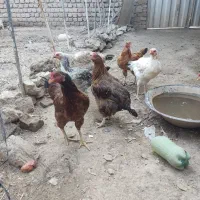 فروش تعداد مرغ خانگی