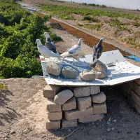 کفتر|پرنده|اراک, |دیوار