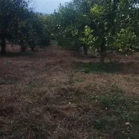 ۸۰۰مترباغ پرتغال ویودار|فروش زمین و ملک کلنگی|چابکسر, |دیوار