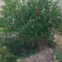 باغ-فروشی-در-کاخک