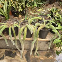 کامپک سانسوریا دم روباهی|گل و گیاه طبیعی|تهران, سلسبیل شمالی|دیوار