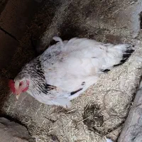 فروش مرغ کرچ ( مریشکی کورک)